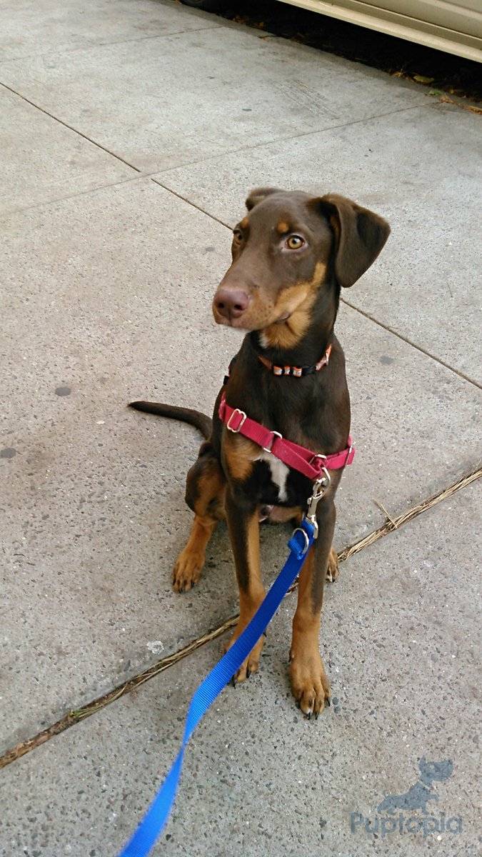 PuptopiaNYC's tweet photo. Why yes, I am the best puppy in the world. #doberman #puptopia #animal #cute #dog #dogsofinstagram https://t.co/6kHqnc4uOq