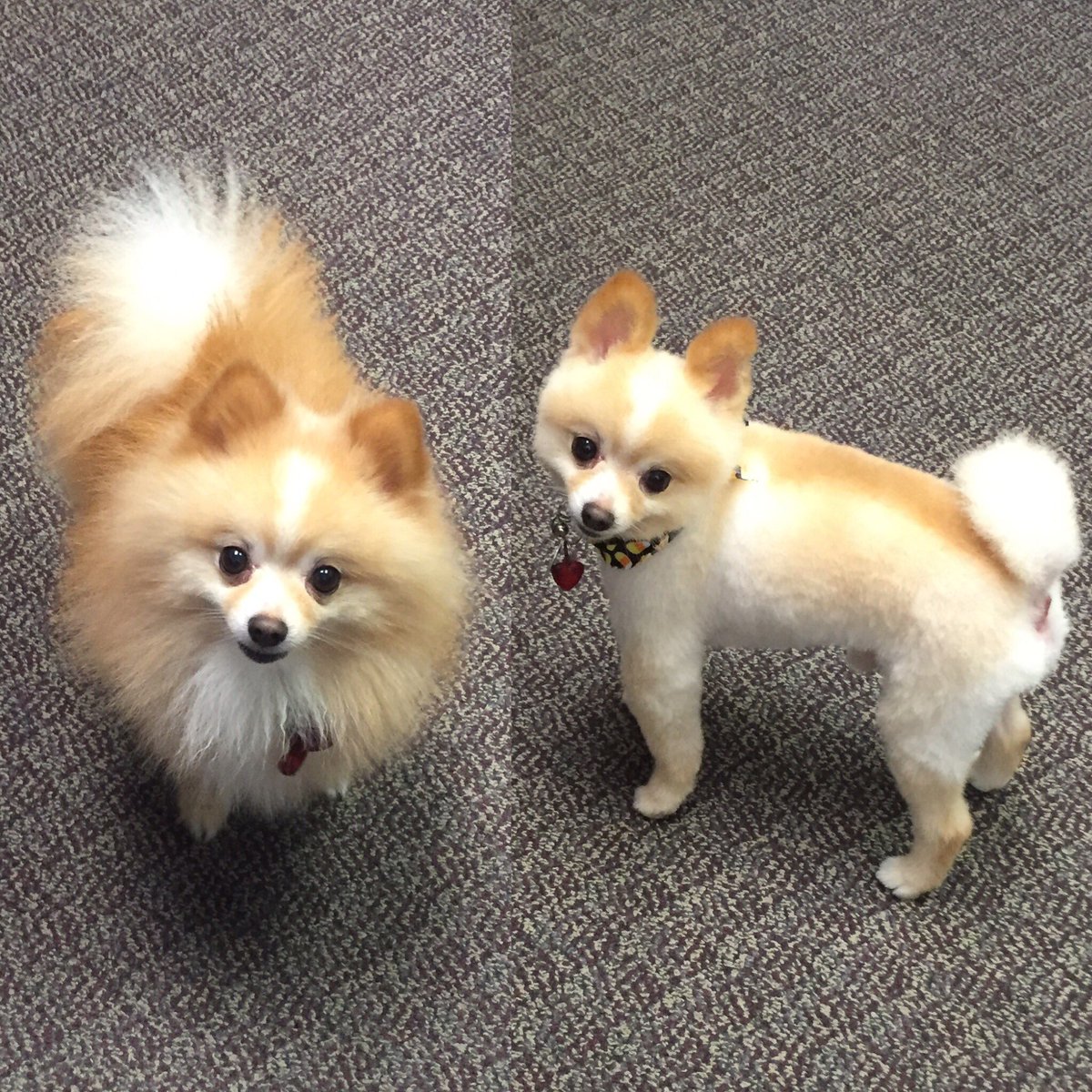 FBRCasey's tweet photo. Someone got a #haircut today! #cutiepie #puppylove  #beforeandafter https://t.co/DiBa2cRaZP