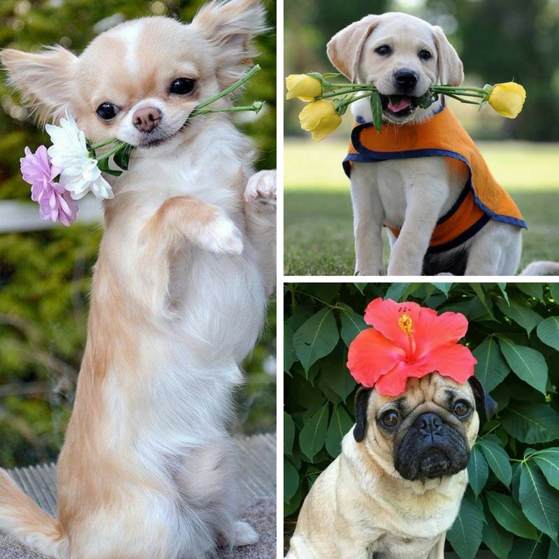 HelloTreat's tweet photo. Cheer up: Here are some cute as heck dogs holding flowers *just for you*. https://t.co/5x9nz5MC2n https://t.co/LoIY7hOCN9