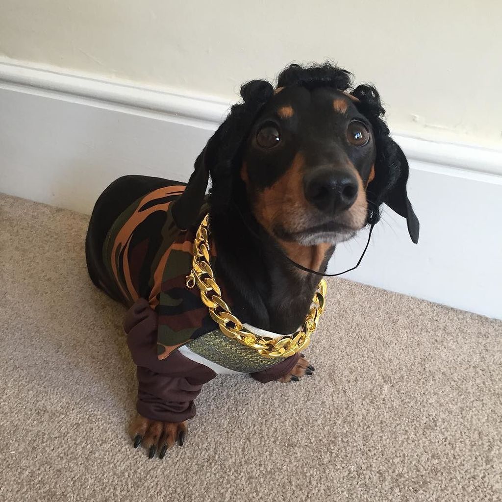 brunominidachs's tweet photo. I pity the fool that is made to dress up like Mr T 😂 #itsgettingtothattimeoftheyear #goodj… https://t.co/uBkAYwnawy https://t.co/nCRVizOi1r