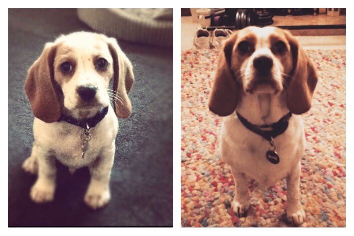 Graypup's tweet photo. Then and now 🐶I think I've not changed at all. Still not grown into my ears 🙈 #dogsoftwitter #thenandnow #youngatheart https://t.co/Z923TEhvkl
