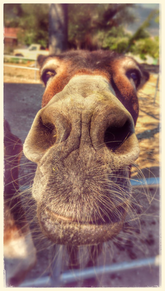 PetePhotograph's tweet photo. #Taskmaster @Join_Dave - Crazy carrot munching Donkey. https://t.co/fAJiwZHrkz