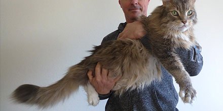 wkndcollective's tweet photo. 🐱🐱 Giant Cats and That’s It! 🐱🐱https://t.co/usA5pwjHbe #cats #giantcats https://t.co/wvuBjFAlZe