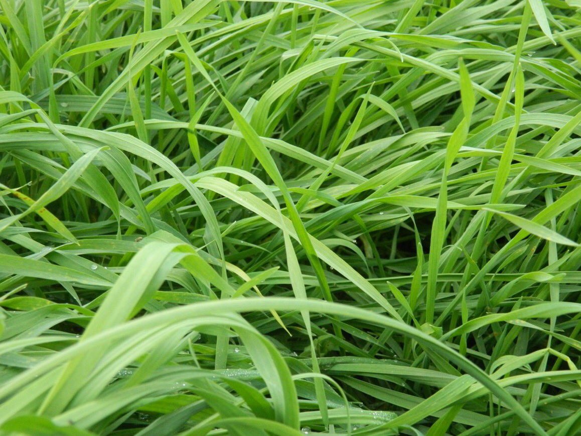 GrahamParnell2's tweet photo. There is still time to get a crop of #Humbolt Forage Rye in after #maize #stubble #soil #springforage https://t.co/FZEUnFB7qm