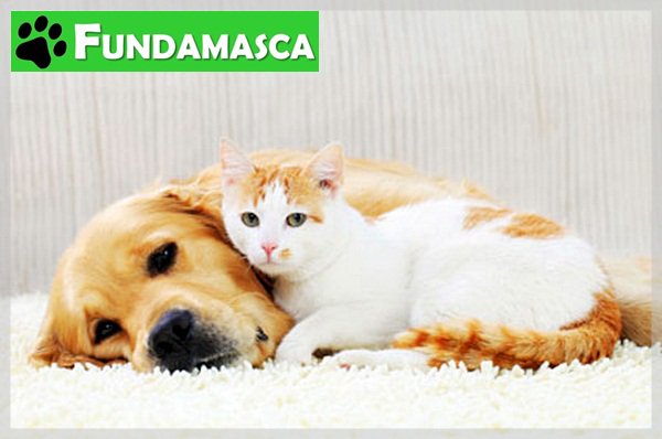 Fundamasca's tweet photo. Por el #rescate y cuidado de más #mascotascallejeras, ¡Apóyanos! #Apadrina #Adopta #Dona Cel. 0414 2508452 #DonarEsAmar #Perros #Gatos https://t.co/5S3djza7QG