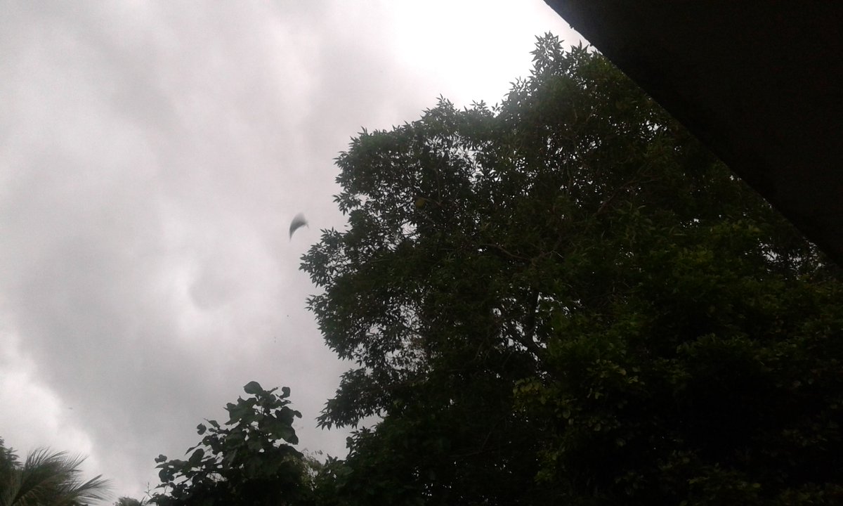 chesspong's tweet photo. @DeborahWAPA: Aparente tornado en formación; embudo no continuó, fuerte movimiento de ramas.
Hoy 12:14 pm, Aguadilla. https://t.co/c92Nwy7B31