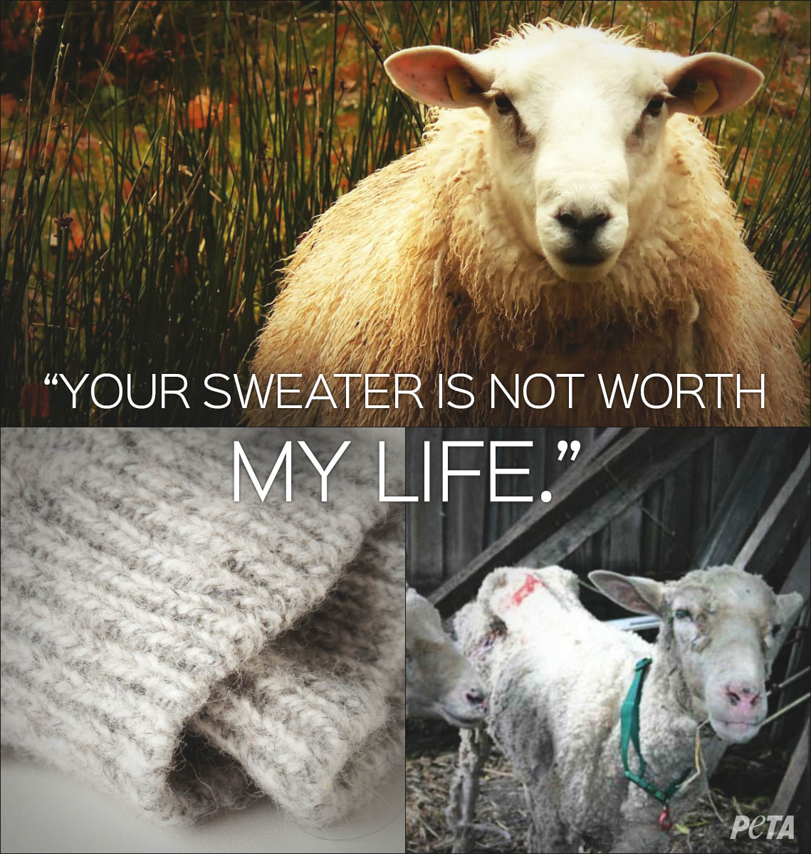 peta's tweet photo. Sheep who are punched, stomped on, &amp; killed for wool need their lives more than you need a sweater. #NotOursToWear https://t.co/b4y2amofOu