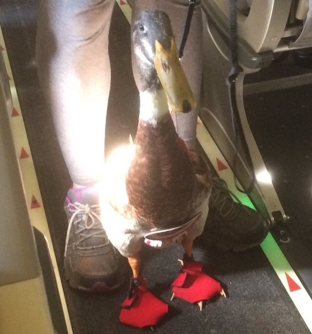 degen_guy's tweet photo. @adamcarolla @AdamCarollaShow 
Just an Emotional Support Duck walking down the isle https://t.co/wsrONiG5w4