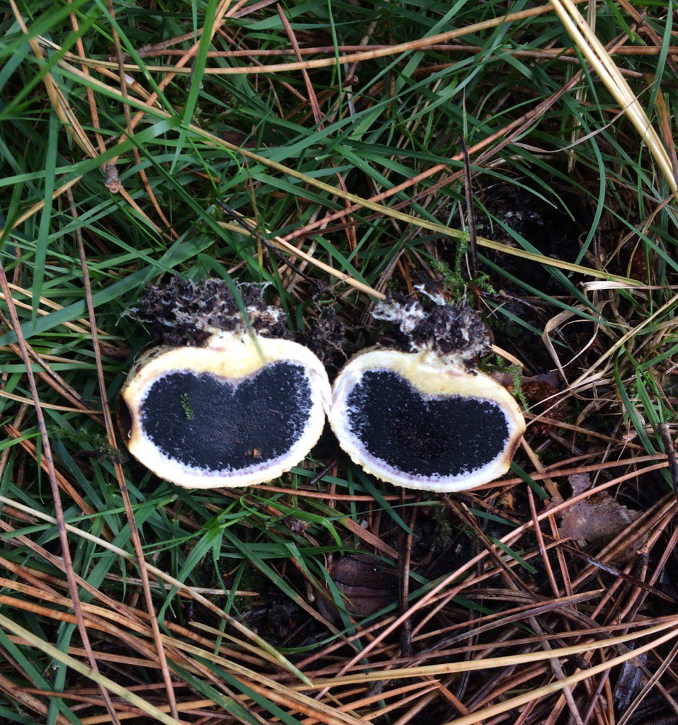 AngelikaHTCG's tweet photo. We're all heart! #CommonEarthball 'Scleroderma Citrinum' not edible but heard some naughty stories! #fungi #foraging https://t.co/PEj6t8O3zg