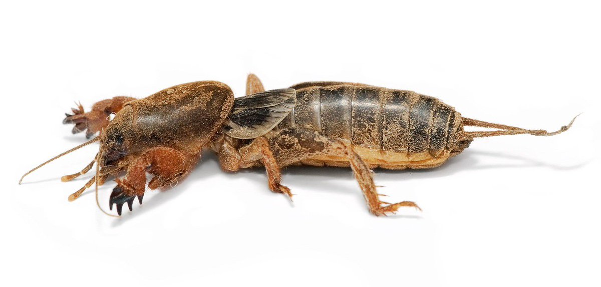 SFM_Magazine's tweet image. Know Your Pests: Can you identify this specimen? #PestIDClass