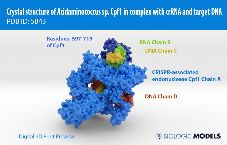 BiologicModels's tweet photo. new #biologicmodel up on our #shapeways store! #CRISPR bound to DNA and RNA https://t.co/iWDqYm0kl3 https://t.co/7poWqyihSb