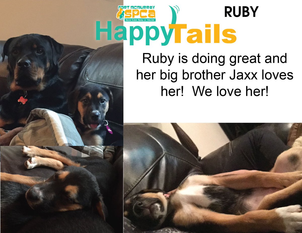 FMSPCA's tweet photo. Ruby is doing so well in her #foreverhome & her big brother Jaxx absolutely loves her! Come to the #fmspca and #meet #yourmatch #ymm #woof https://t.co/f6y7mxi6tE