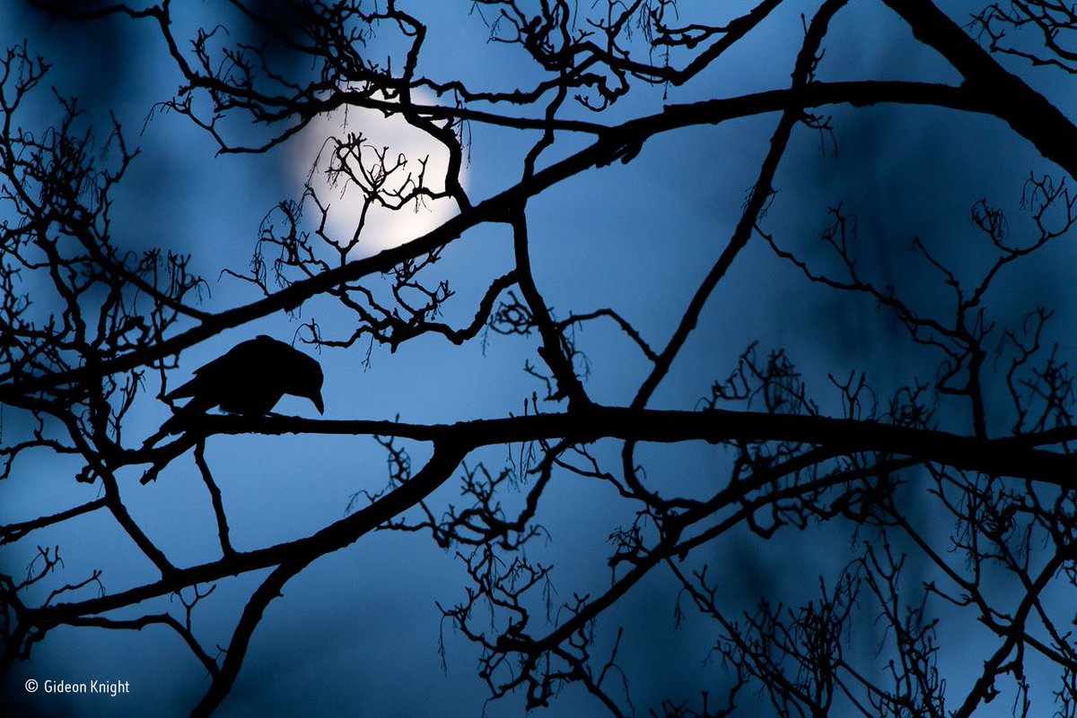 Our Young #WPY52 winner is <a href="/Earlywormbirder/">Gideon Knight</a>, with The moon and the crow ​nhm.ac.uk/discover/wildl…