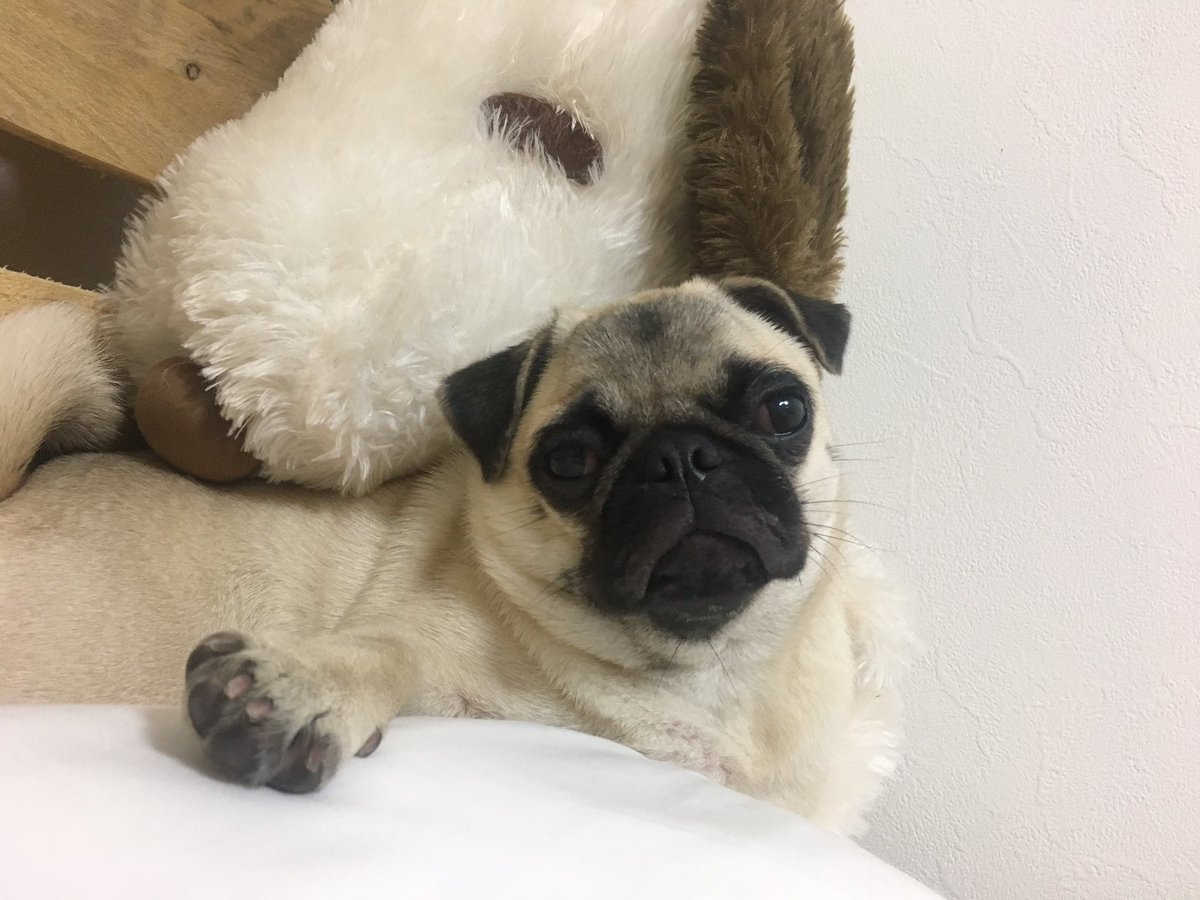 パグ姫 小梅ᵏᵒᵘᵐᵉ (@koume__pug) • Instagram photos and videos