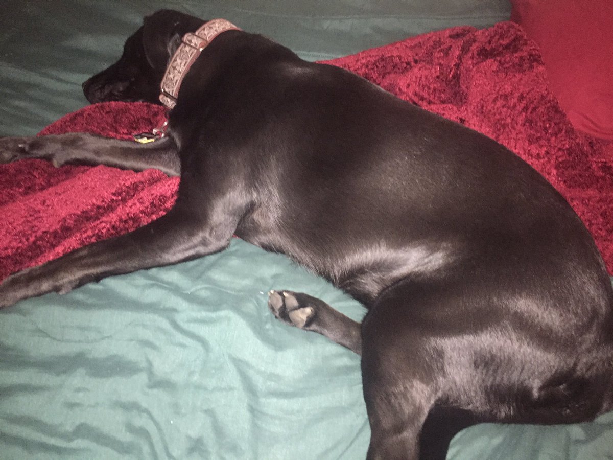 derpydogVT's tweet image. What? Those 6&quot; in the corner are yours, Mommy. #doglogic #dogsoftwitter