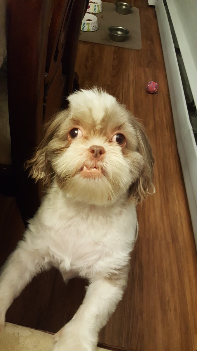 How Can You Tell If Your Dog Is Cross Eyed