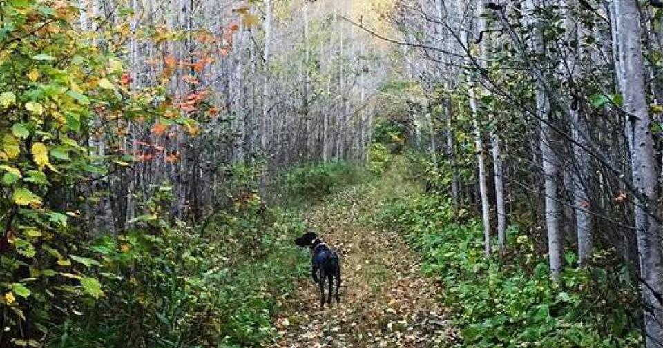 Share your #GanderDogs photos for your chance to win your own pup prize pack! #entry - sot.ag/5wbp6