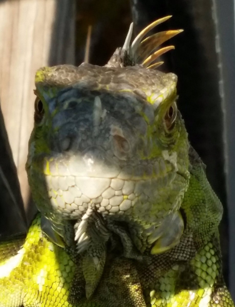 NevilleRay's tweet photo. Take a look at this lizard at one of our sites. In my tech’s words, “that certainly got my attn!” I bet it did. #LifeOfATech @TMobile https://t.co/ccWwDhXNew