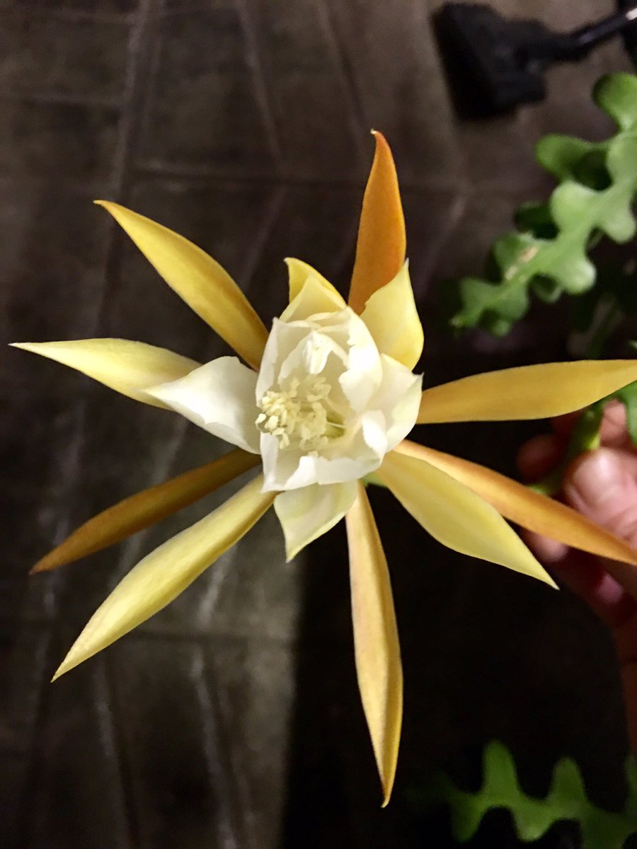 ClaptonTram's tweet photo. My wonderful #ZigzagCactus is in bloom a member of the night blooming cactus family #flower lasts one night only.
#ClaptonTram #Cactus https://t.co/VneIuH7h9E