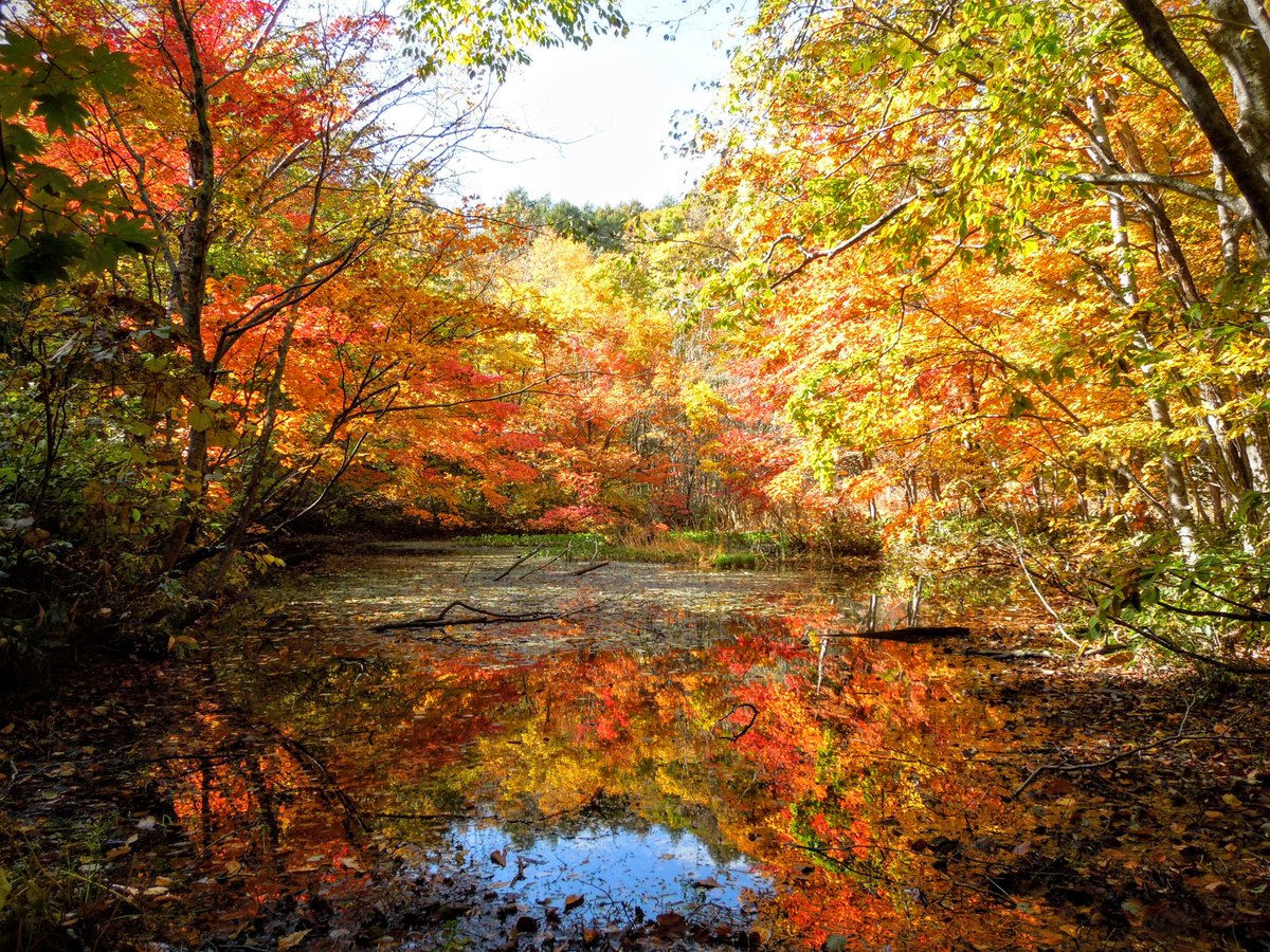 岩手県盛岡広域振興局 Twitter પર 今日も晴天 紅葉狩り日和 松川渓谷沿いの芭蕉沼の紅葉が水面に映って綺麗でした 八幡平市 雫石町各地で紅葉が見ごろを迎えています 岩手 秋の盛岡八幡平 紅葉 芭蕉沼
