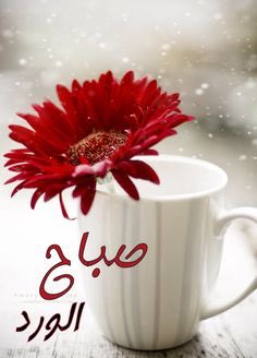 2015dd's tweet image. صباحكم سعاده دائمه ✋🏻