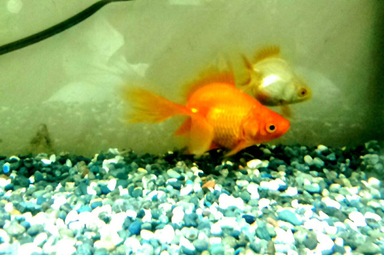 あかりん 琉金2匹投入 水カビのできる水槽から掃除して キレイになったし温度も良い まだ金魚達ライトが明るいから隠れてる この子達は体が強い 赤 しゅなくん 白 あさちゃん 金魚 ハネ金魚 琉金 T Co Zzjzr8mt3z Twitter
