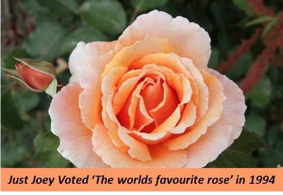 Plantland's tweet photo. JUST JOEY

 Just Joey is a classic hybrid tea, with large blooms in deep coppery orange shades with ruffled edges. #RainMustFall https://t.co/2MpnVGMEBv