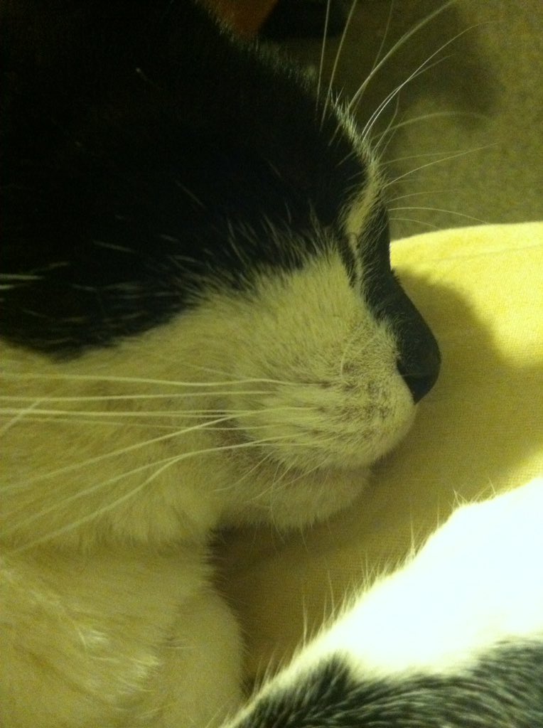 msdemi1's tweet photo. I'm so cute #cute #CatsOfTwitter #sleepy https://t.co/MFGXMbwfG1