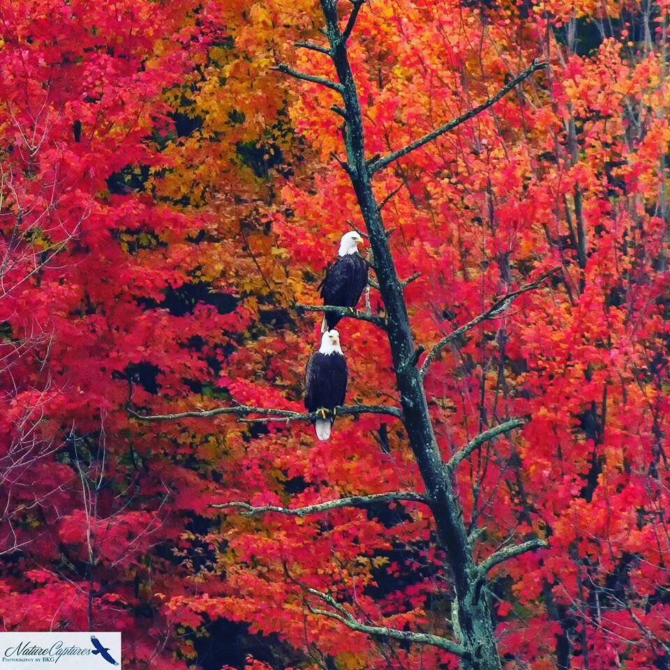 UltimateLimoCT's tweet photo. Pence Trump     2016 https://t.co/CDVfNLVzRI