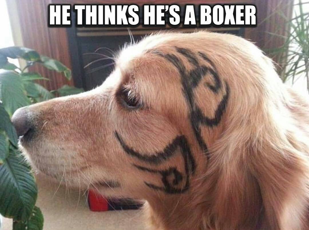 CrueTheBoxer's tweet photo. .@MikeTyson  #lol #boxerdog #boxerdoglife #dogslife #dogsoftwitter https://t.co/RWEC9TySm3