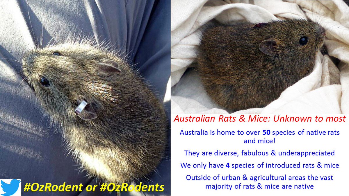 Native Aussie rats & mice. Fabulously diverse. Important 4 ecosystems. Underappreciated. Under threat. Click #OzRodent & #OzRodents & enjoy!