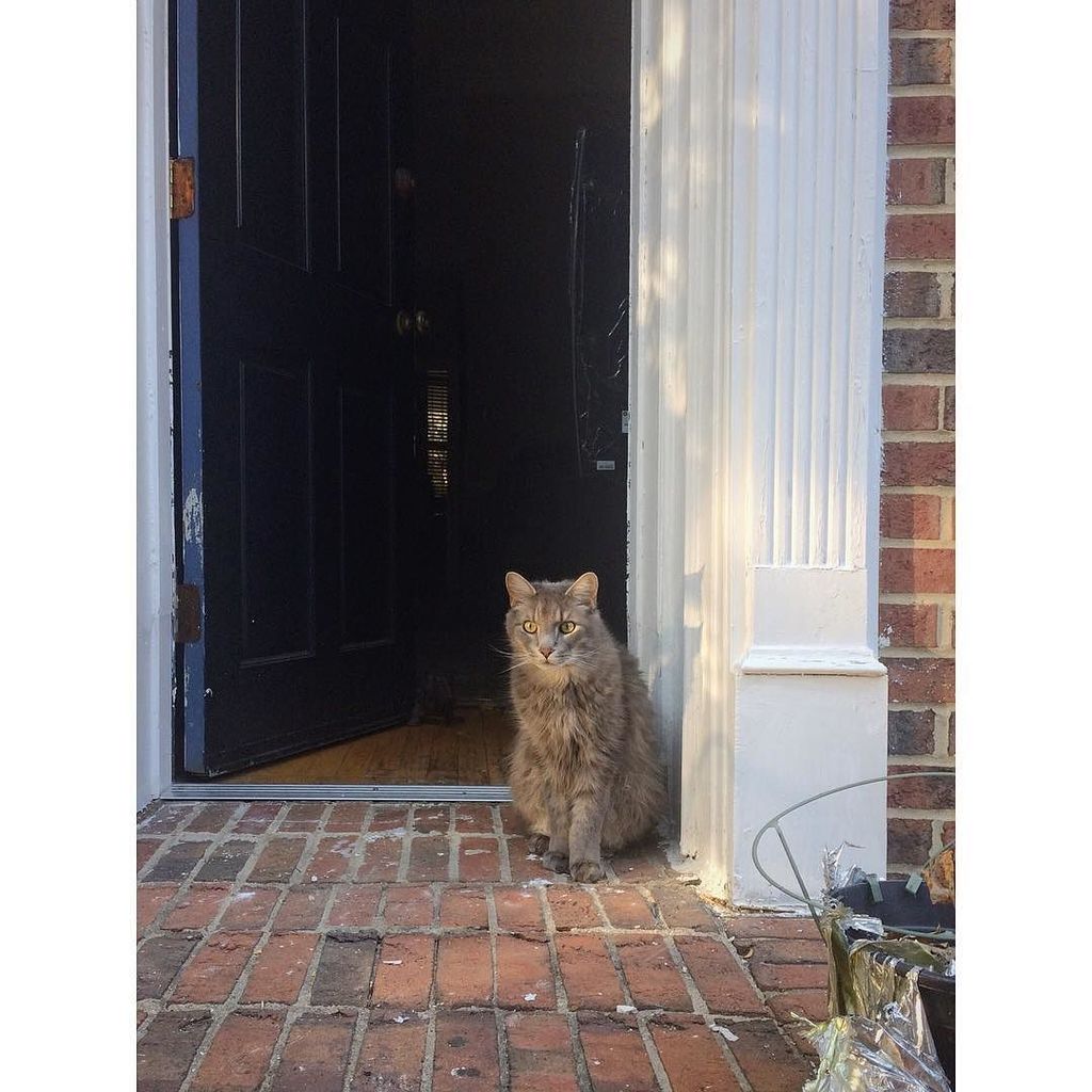 TheMadameMeow's tweet photo. Disbelief
#catsofinstagram #acreativedc #catstagram #igdc #thehillishome #luckytoliveindc #vsco #vscocam #thecreat… https://t.co/I7lAmUihCB