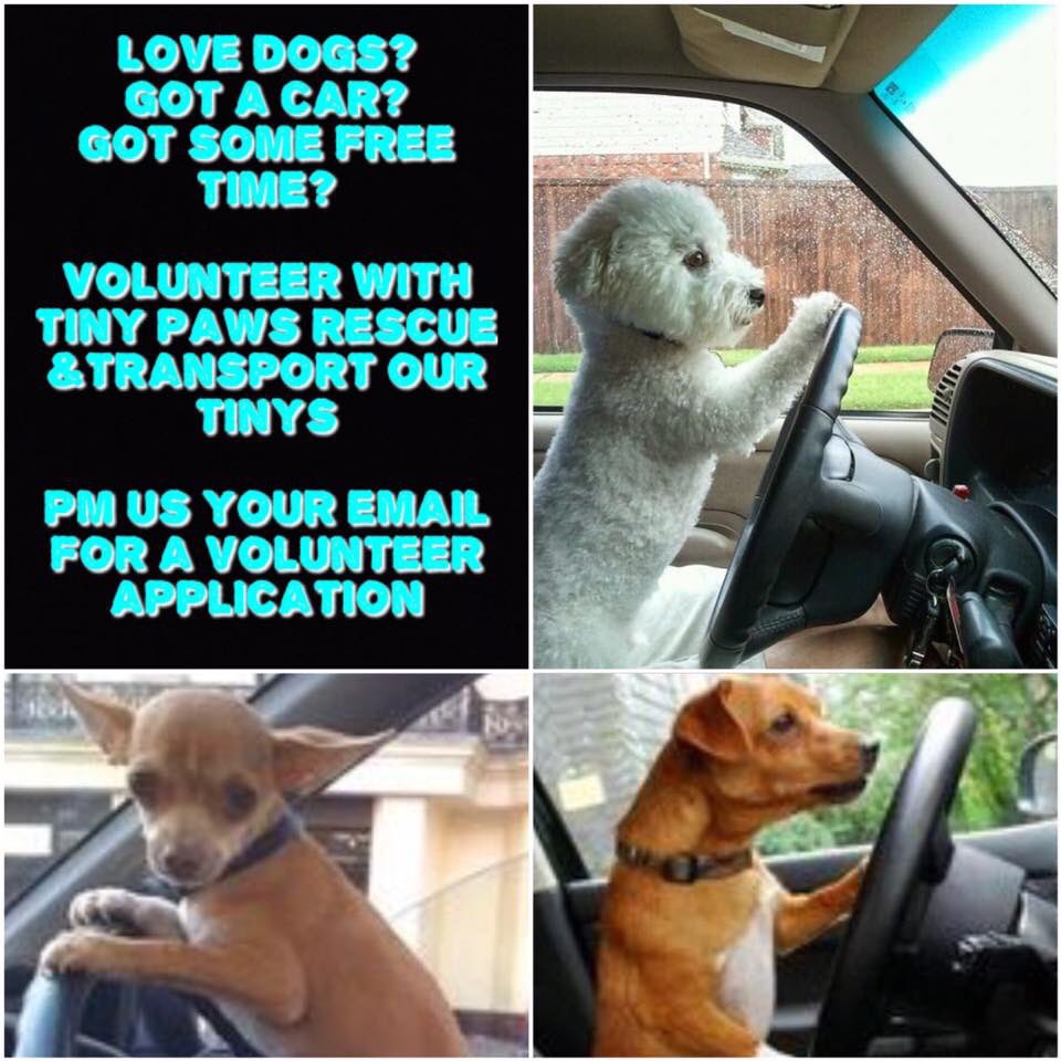 TinyPawsResQ's tweet photo. Help needed! #volunteer #AdoptDontShop #philly #jersey #rescuedogsrock #volunesia https://t.co/pvgEky15pm