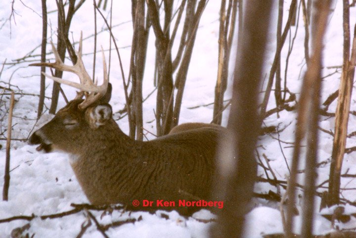 DrNordberg's tweet image. Winds exceeding 15 mph cause hunted #whitetails to remain bedded throughout daylight hours—see blog
#DeerHunting
#BuckFever
#BowHunting