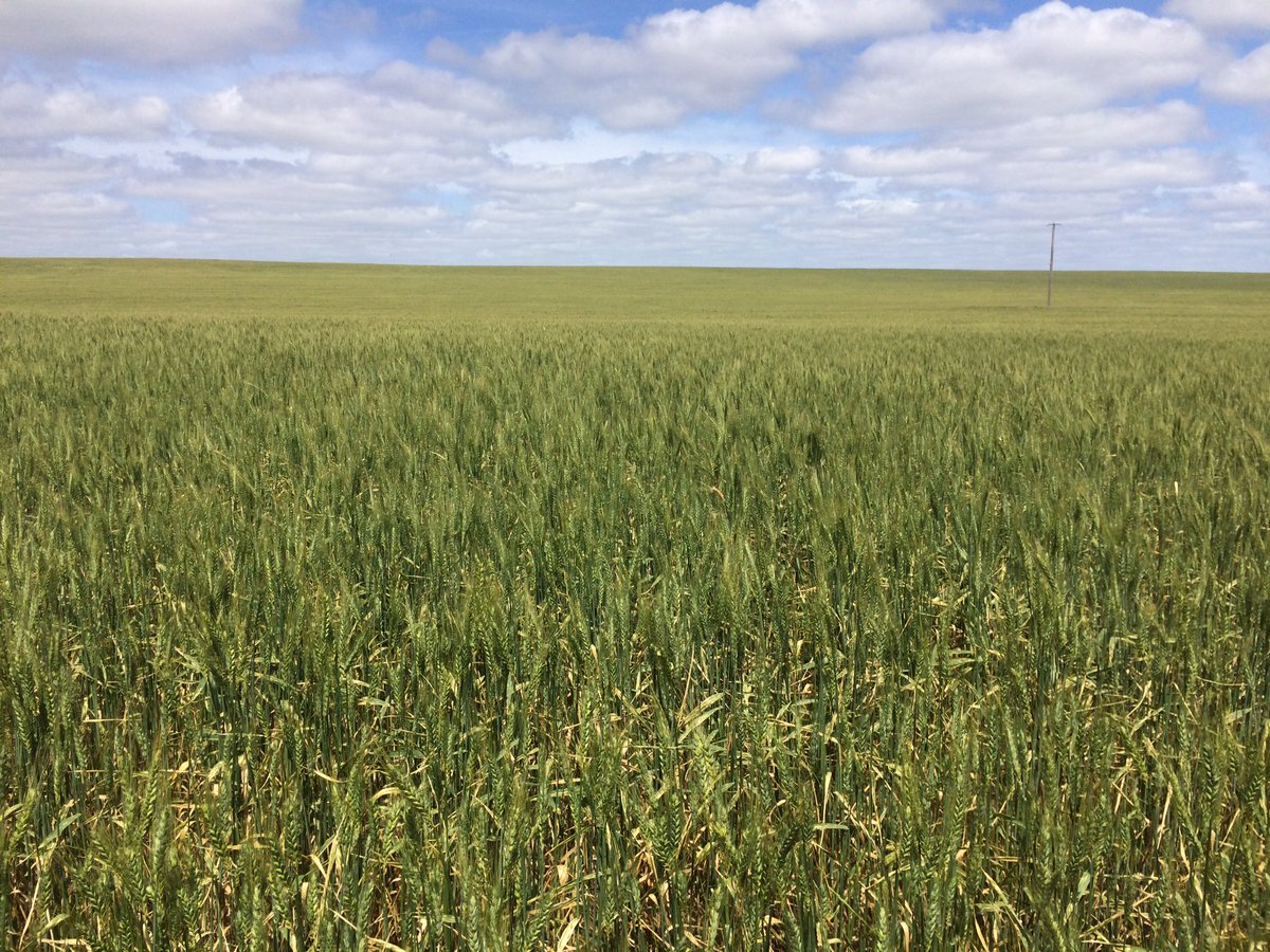 pearsons_ag tweet media