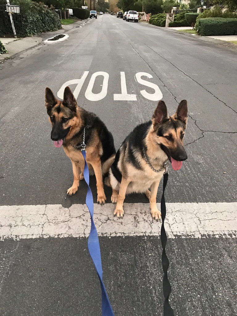 toren's tweet photo. My dogs are better than most Californian drivers https://t.co/OaOZn73bZW