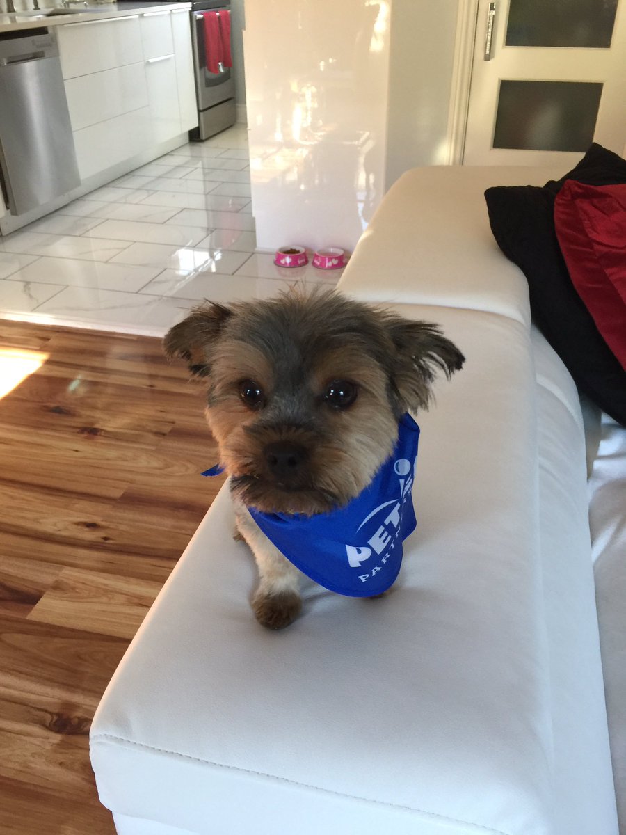 MaryITWrapS's tweet photo. My two baby's Toby and Isabelle! #cute #mine #love #dogsoftwitter #yorkies https://t.co/P9qKGDGJoF