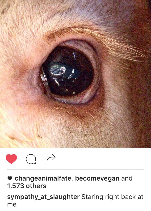 vegariffic's tweet photo. #sympathyatslaughter photo that pierced my soul. #staringbackatme. https://t.co/5ExLiCnw0N