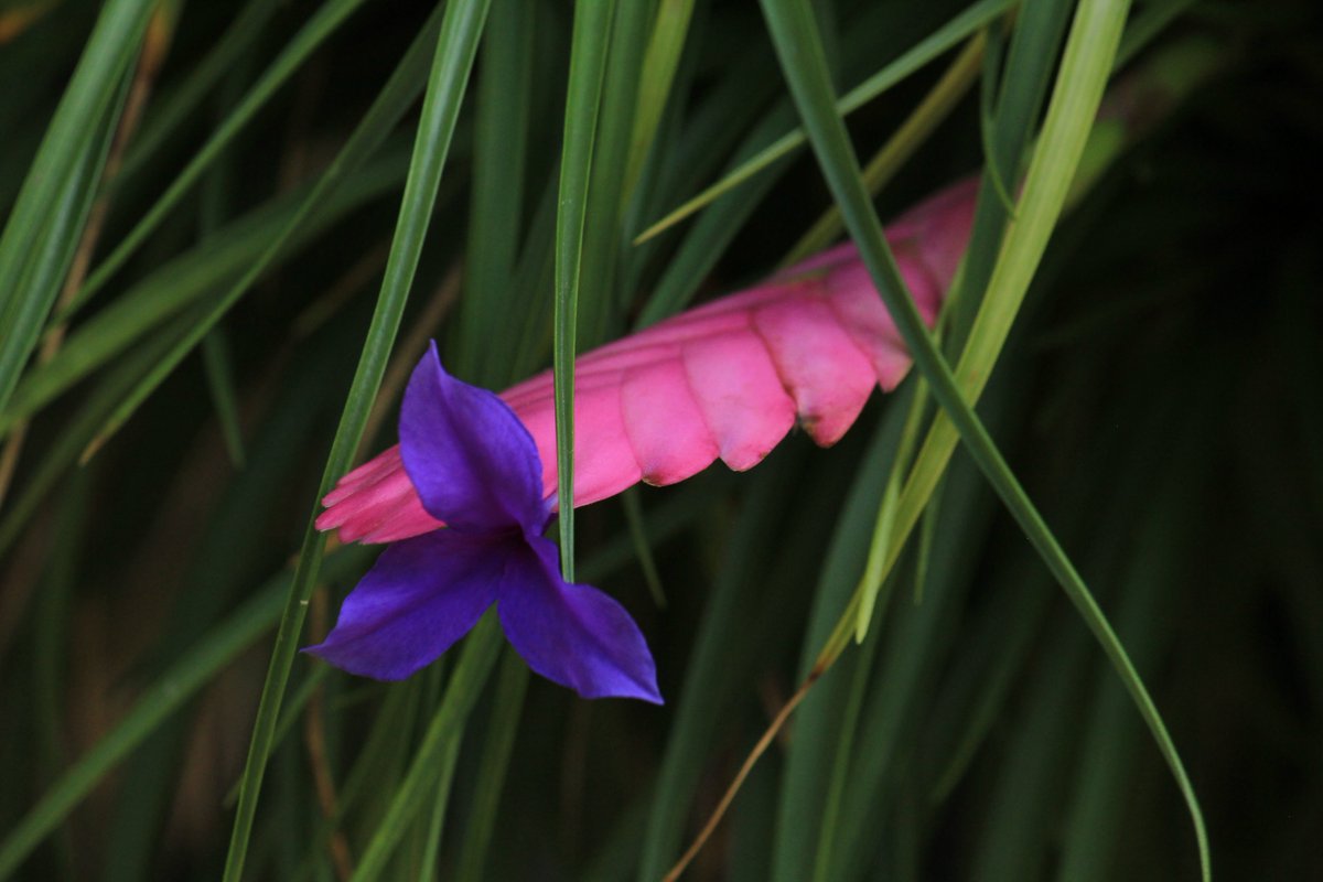 Twitter पर 咲くやこの花館 エアープランツとして知られる ハナアナナス の バ タン星人のハサミのような部分の先から紫色の花 が咲いていますよ ピンクと紫のコントラストがとってもきれいです 咲くやこの花館 エアープランツ 植物