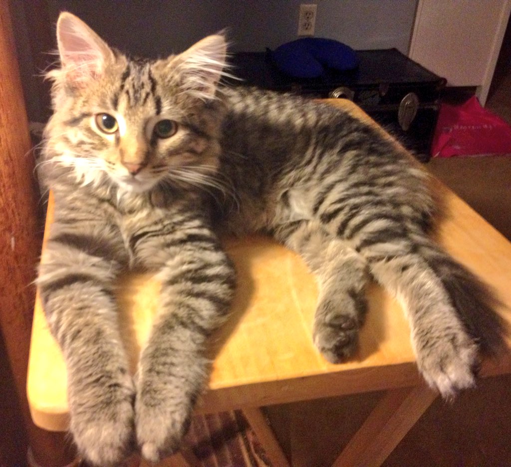 RealScarlett01's tweet photo. @RealScarlett01 there are times I think "oh he's not going to be that big of a cat" &then I see pics like this #FluffMuffin #LookitThoseFeet https://t.co/o18RadEWWJ