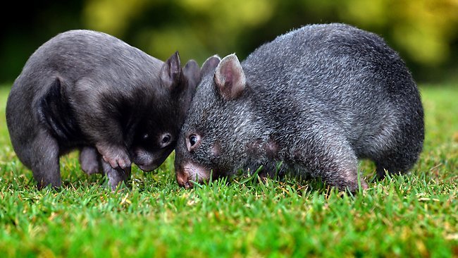 MeridienAsia's tweet photo. Wombats for Wednesday! 

Australiana Fact: Wombats are marsupials, &amp; carry their young in a pouch.

#Australia #Wombats #TheMeridienWay https://t.co/fOR7WlRnIR