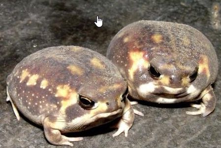 一血卍傑-ONLINE-
このジライヤというキャラの 頭上のカエルは おそらくコレがモデルだな...
フクラガエル
リンク先 https://t.co/YEVVA40pCs・https://t.co/dO01cWhFb3
