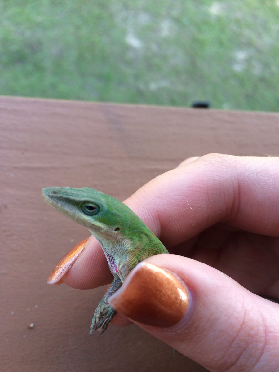 _Krystallll's tweet photo. #lizzythelizard https://t.co/AbMqQRC31L