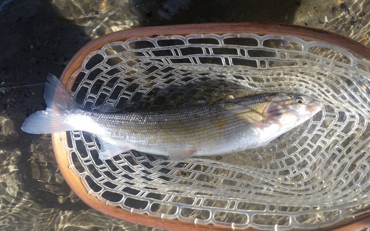 PhelpsDDP's tweet photo. @Viking_Lass 
My first grayling
A 22 in. Cutbow
A 16 in. Whitefish
A 13 in golden trout https://t.co/K9Czs4DqGN