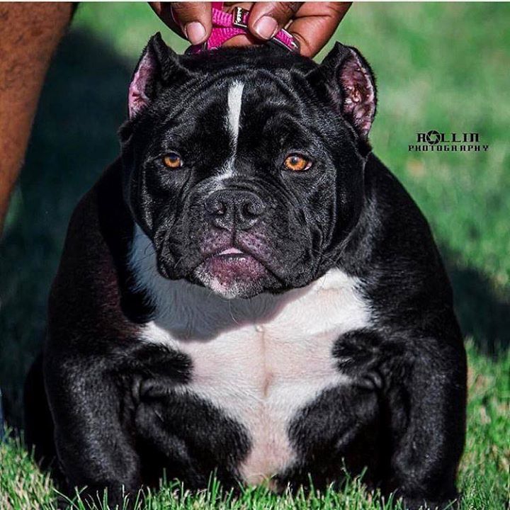 Americanbullyhq's tweet photo. From @jonas_i20_bullies #everythingbully #americanbully #bully #bullies #pitbull #picoftheday #pitbullsofinstagram … https://t.co/y5adNtHG0t