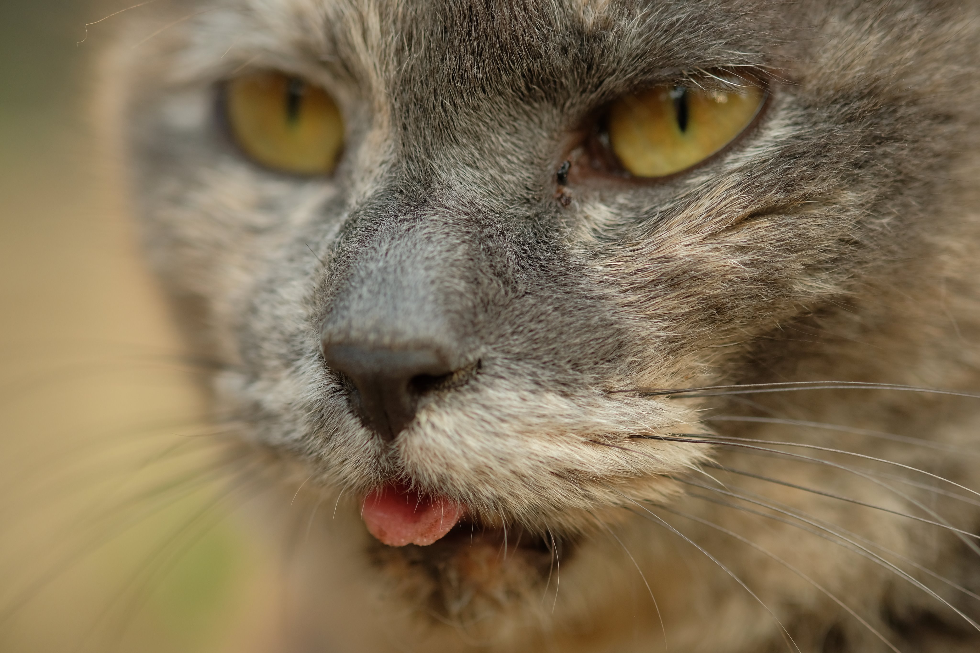新文芸坐 Laru Nekol サビ猫って基本メスだけなんですね この猫ほんとにベロ出し率の高い猫です T Co C6jxqcswhm Twitter