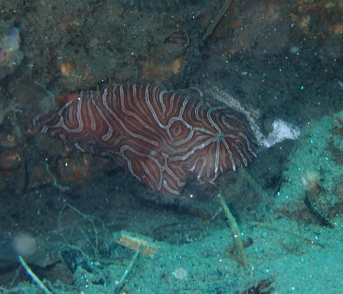 Some people have all the luck. SPOTTED! The rare psychedelic frogfish in Laha, Ambon, by <a href="/vindhyasabnani/">Vindhya B Sabnani</a>. It's very rarely seen. Lucky girl!