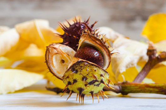 Exotic pest and a killer disease could threaten to wipe out the UK’s conkers. 

ind.pn/2eeeiMw