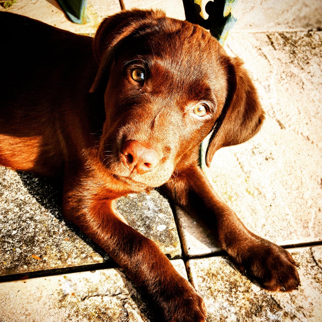 RedHeadLady27's tweet photo. @thismorning #petapuppyday this is Hunter our 11week old chocolate labrador. https://t.co/7QOUB7dBAq