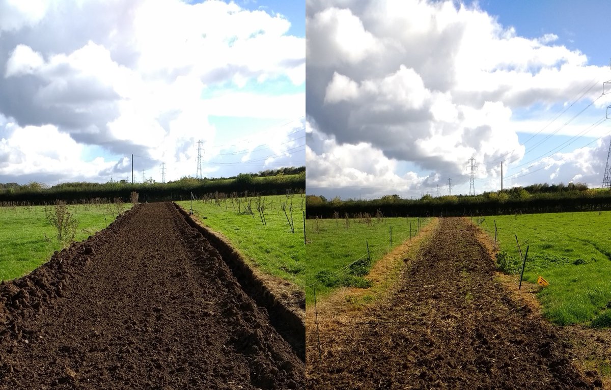 Richard Grayson (@rggeo) on Twitter photo A couple of our #SoilBioHedge conventional and min till strips looking good in some autumn sunshine <a href="/WRSusAg/">White Rose Sus. Ag.</a> <a href="/Soil_Security/">Soil Security Team</a> <a href="/rbpmleeds/">River Basins - Leeds</a> A couple of our #SoilBioHedge conventional and min till strips looking good in some autumn sunshine <a href="/WRSusAg/">White Rose Sus. Ag.</a> <a href="/Soil_Security/">Soil Security Team</a> <a href="/rbpmleeds/">River Basins - Leeds</a>